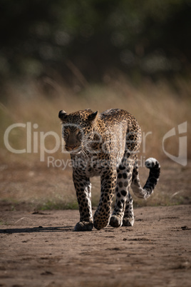 Leopard walks along track past long grass