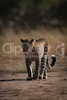 Leopard walks along track past long grass