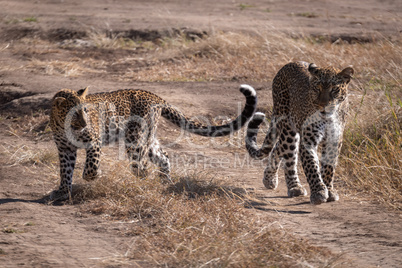 Leopard walks beside cub over sandy ground
