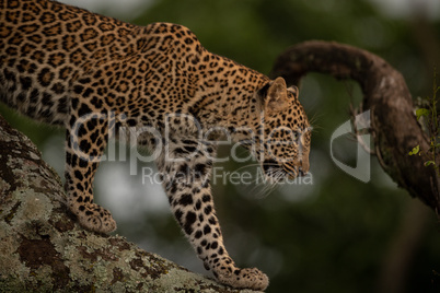 Leopard walks down branch covered in lichen