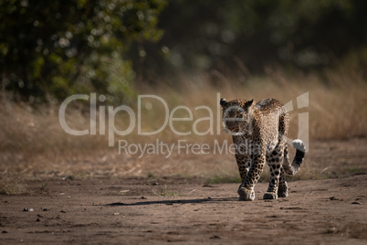 Leopard walks down track past long grass