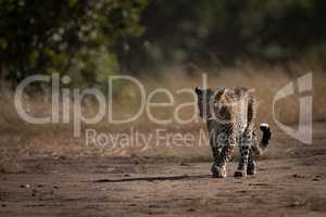 Leopard walks down track past long grass