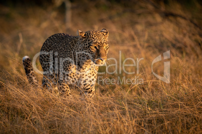 Leopard walks in long grass at dawn