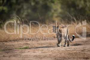 Leopard walks in savannah past long grass