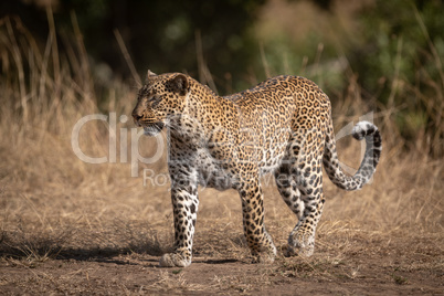 Leopard walks on sandy ground in savannah