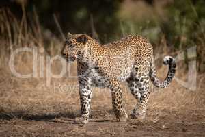Leopard walks on sandy ground in savannah