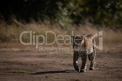 Leopard walks on sandy ground past trees