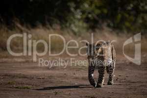 Leopard walks on sandy ground past trees