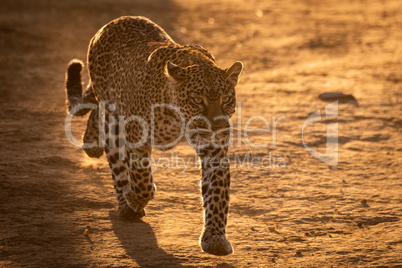 Leopard walks on savannah in golden light