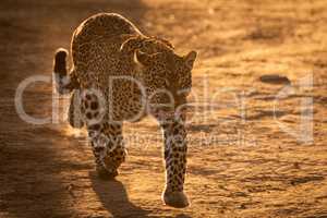 Leopard walks on savannah in golden light