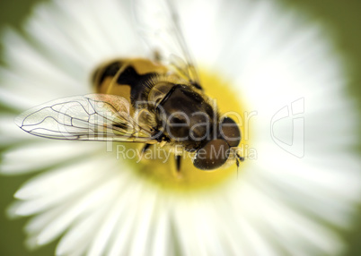 detail of the wing of a bee on a flower