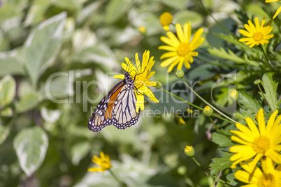 Colorful monarch butterfly sitting on yellow daisy
