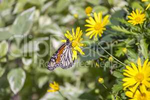 Colorful monarch butterfly sitting on yellow daisy
