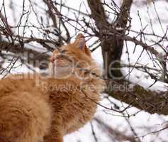 big red cat sitting on a branch on a winter day