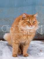 big red fluffy cat sits  in the middle of the snow on the street