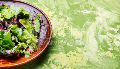 Healthy green salad