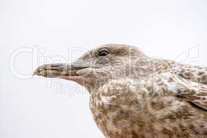 Herring gull, young bird, closeup of the head