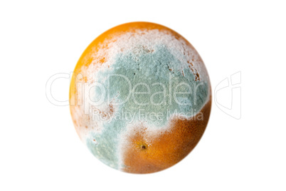 Orange in mold
