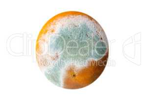 Orange in mold