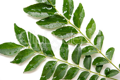Green curry leaves