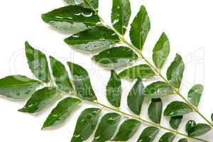 Green curry leaves