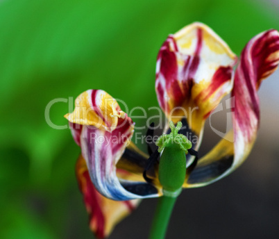 withered multi-colored tulip