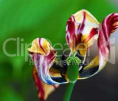 withered multi-colored tulip