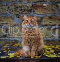 big red fluffy cat sit on the street