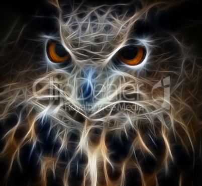 owl