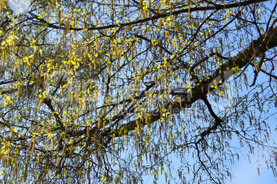 Birke  Blätter und Blüten