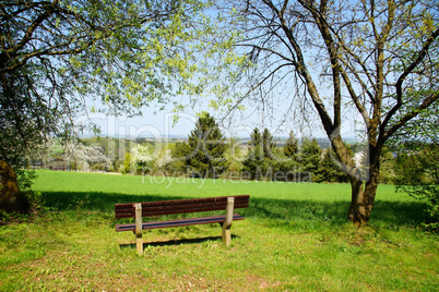 Bank im Frühling