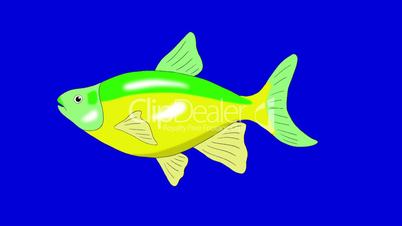 Green-yellow   Aquarium Fish Chroma Key looped