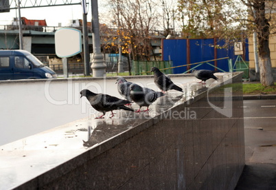 dove on granite parapet