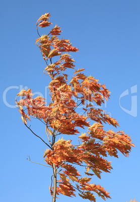 red oak leafs at autumn