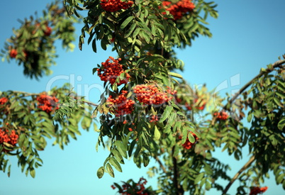 ashberry with leafs on sky background