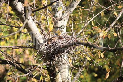 convolute nest on tree