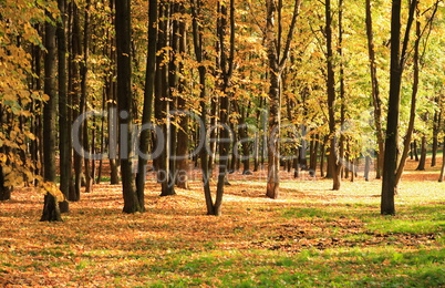 trees in gold fall