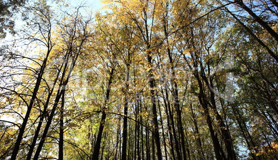 trees in autumn day