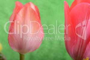 spring flowers banner - bunch of red tulip flowers on green background