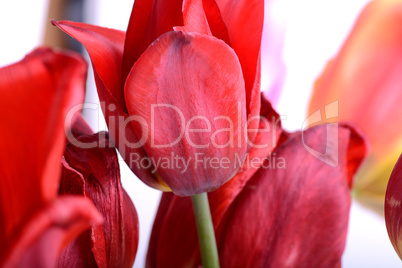 Beautiful flowers background. Closeup and amazing view of growing red tulips flower