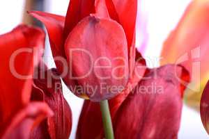 Beautiful flowers background. Closeup and amazing view of growing red tulips flower