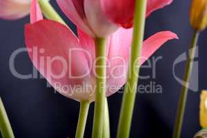 spring flowers banner - bunch of pink tulip flowers on black background
