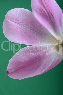 Close-up single pink tulip flower isolated on abstract background