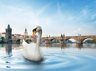 Swan in Prague