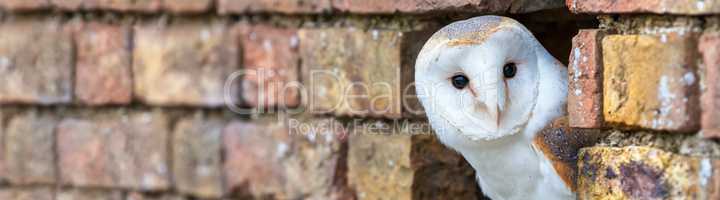 Barn Owl Looking Out of a Hole in a Wall Panorama