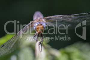 Spitzenfleck Libelle - Frontansicht