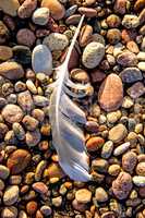 feather on a beach