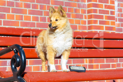 Brush grooming on a young shetland sheepdog