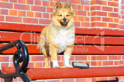 Brush grooming on a young shetland sheepdog