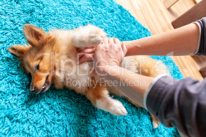 First aid reanimation on a small shetland sheepdog
